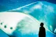A lifelike audiovisual installation of a Bowhead at the Mari
