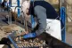 Washing and sorting the freshly cought whelks ready for cook