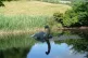 Loch Ness Monster