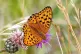 High brown fritillary butterfly