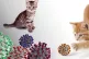 Cats, dogs, tigers, lions, minks, monkeys, hamsters, ferrets