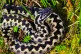 An adder, Britain's only venomous snake