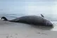 A beached Cuvier’s beaked whale