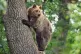 A file photo of a brown bear