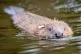 Beavers are one of the animals that had a good 2021