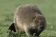 A Eurasian beaver (Castor fiber) having a nice time