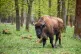 The European bison