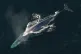 A blue whale