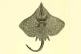 Fishing for common skate is prohibited in EU waters