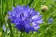 Cornflowers have a spicy taste