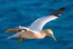 A gannet in flight