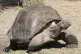Giant Galapagos tortoises can live for almost 200 years