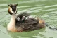 The great crested grebe sometimes carries its young on its b