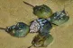This 10-eyed “living fossil” isn’t actually a crab at 