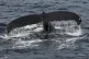 A humpback whale pictured in the north Atlantic Ocean