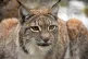 The Iberian lynx is the closest surviving relative of the or