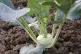Kohlrabi