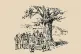 Tolpuddle Martyrs tree