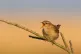 Wrens are famous for their singing voices