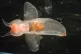 A sea snail species without a shell, known as a “sea angel