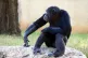 New research shows that chimpanzees can be susceptible to le