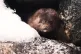 Minks, wallabies and grey squirrels are all escapees to the 