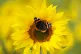 A red admiral perches on a sunflower