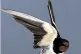 FEATHERED FRIENDS: An RSPB handout photo of a swallow 