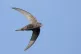 A swift in flight