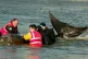 Rescuers battle to save a 15ft northern bottle-nosed whale i