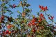 Rosehip bush