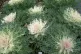 White Peacock kale