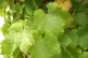 Vine leaves