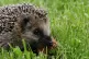 A hedgehog, also known as a hedgepig or furze-pig