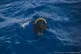 A body floats in the central Mediterranean following a shipw