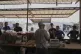 Displaced Palestinians purchase ground lentils as a substitute for making bread due to a shortage of flour in the Gaza Strip, in Khan Younis, May 11, 2025