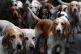 Hounds from The Cheshire Hunt in High Street in Tarporley, Cheshire