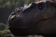 Albertosaurus