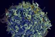 This colourised electron microscope image provided by the US National Institutes of Health shows a human T cell, in blue, under attack by HIV, in yellow, the virus that causes Aids