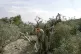 GETTING AWAY WITH MURDER: Settlers from Yitzhar settlement, south of Nablus, cut down 97 olive trees in the village of Burin, 2009 / Pic: ISM Palestine/CC