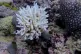 Bleached coral