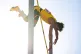Armand Duplantis, of Sweden, competes in the final of the men's pole vault at the 15th Gyulai Istvan Memorial Track and Field Hungarian Grand Prix in the National Athletics Center in Budapest, Hungary, August 12, 2025