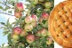 CAUSE AND EFFECT: Maturing apples and and apple pie / pics: (L to R) George Chernilevsky and Roozitaa both CC