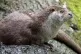 A European otter
