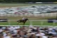 Fort George ridden by jockey Oisin Murphy on their way to winning the Grosvenor Sport Double Odds Handicap at Newbury Racecourse, Berkshire. Picture date: Saturday August 16, 2025