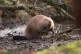 A beaver makes it's way to the water after a licensed release of beavers at Purbeck Heaths National Nature Reserve, March 2025
