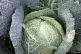 Savoy Italian cabbage. Photo: Goldlocki/CC