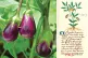 (L to R) Patio Baby aubergine; A 12th century manuscript by Matthaeus Platearius, a physician from the medical school at Salerno, depicts an aubergine plant which was used for a variety of ailments / Pics (L to R): Joydeep/CC; Wellcome Collection gallery/CC