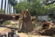 A Home Guard member ties a rope to a fallen tree to set up a temporary shelter following dust storms and heavy rain in Prayagraj, India, May 14, 2026