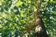 A tree [Pic: David Vig / Creative Commons]